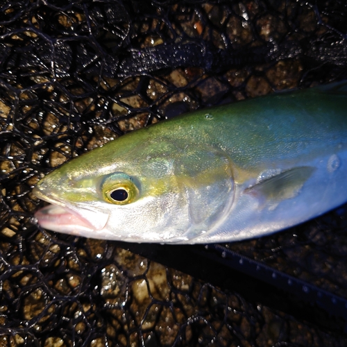 ツバイソの釣果