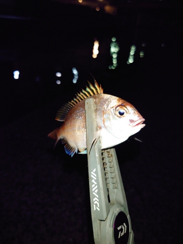 タイの釣果