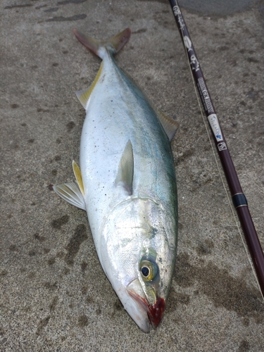 イナダの釣果