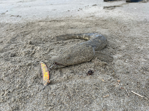 マゴチの釣果