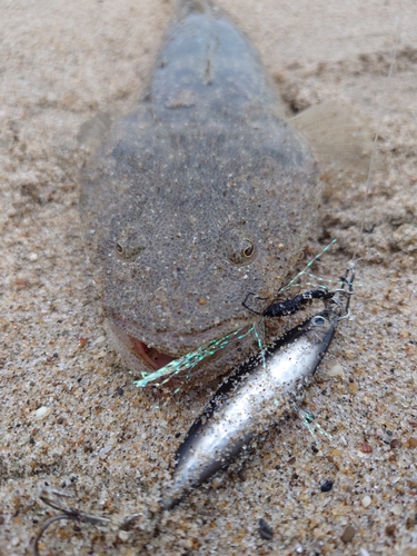 マゴチの釣果