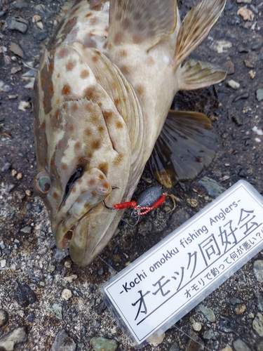 チャイロマルハタの釣果