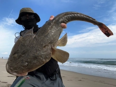 マゴチの釣果