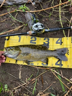 スモールマウスバスの釣果