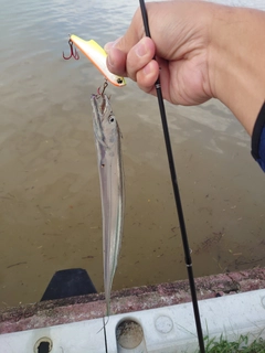 タチウオの釣果