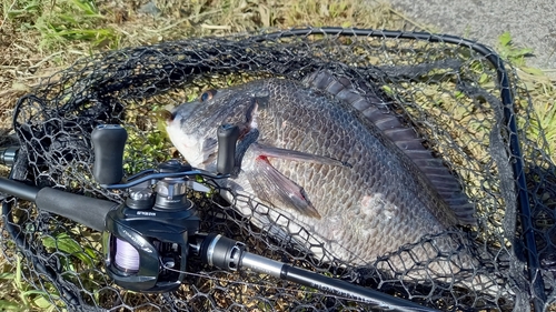 チヌの釣果