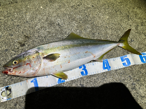 イナダの釣果