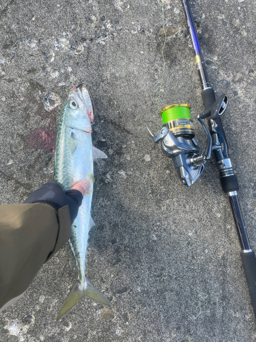 サバの釣果