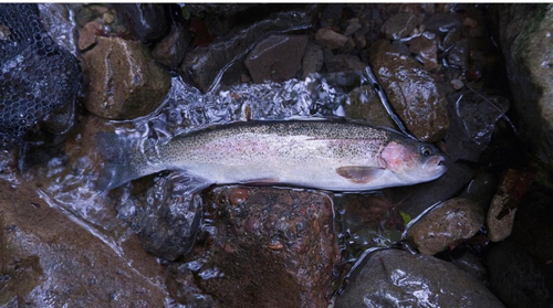 オイカワの釣果