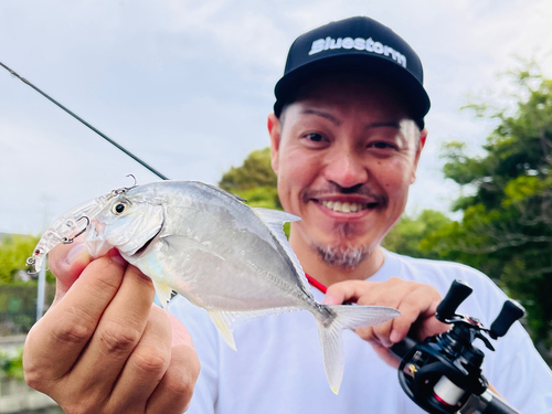 メッキの釣果