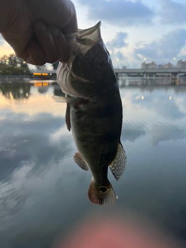 ピーコックバスの釣果