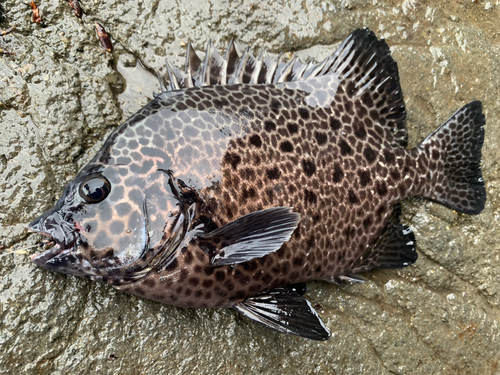 イシガキダイの釣果