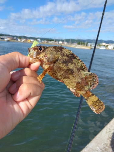 ヨロイメバルの釣果