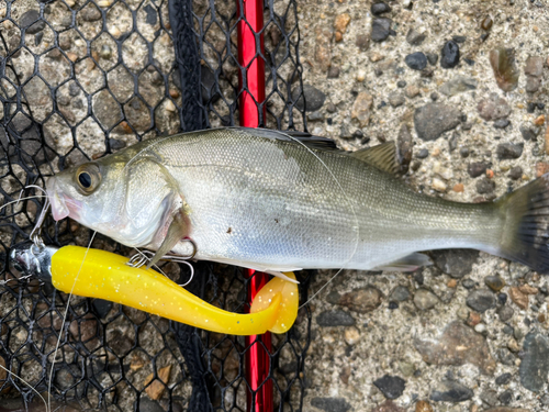 セイゴ（マルスズキ）の釣果