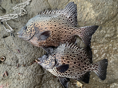 イシガキダイの釣果