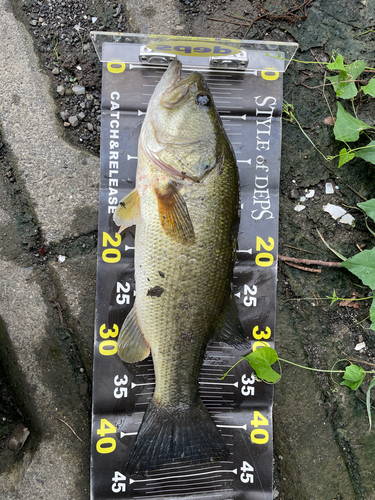 ブラックバスの釣果