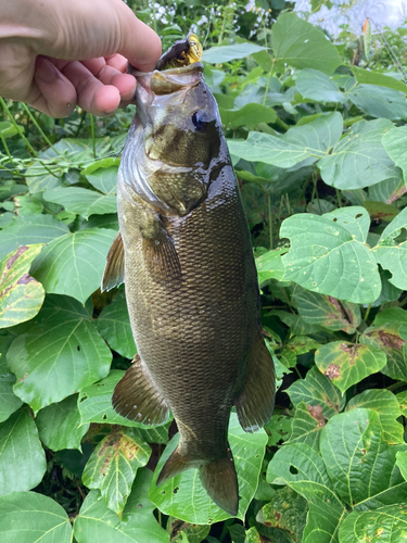 スモールマウスバスの釣果