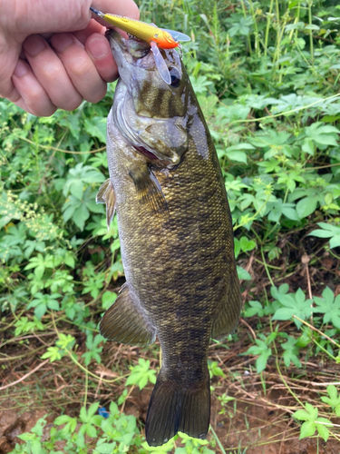 スモールマウスバスの釣果