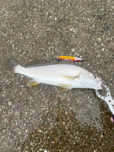 ニベの釣果