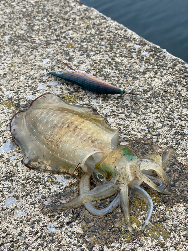 アオリイカの釣果