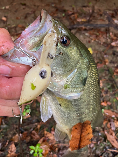 ラージマウスバスの釣果