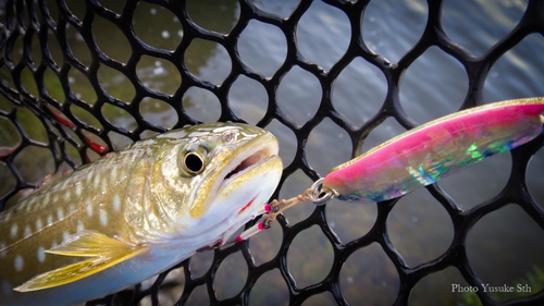 アメマスの釣果