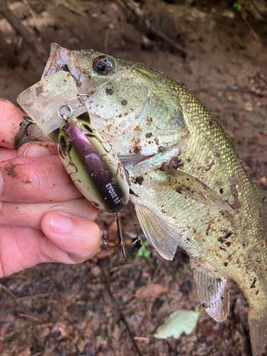 ラージマウスバスの釣果