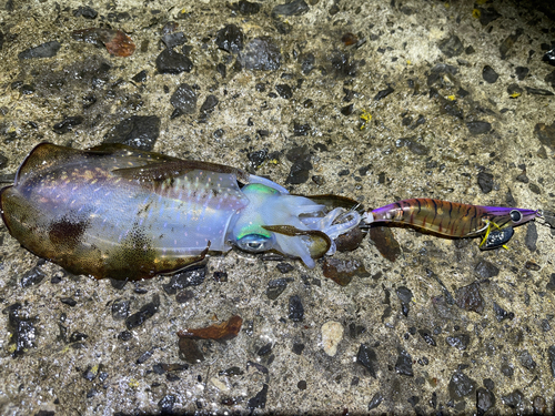 アオリイカの釣果