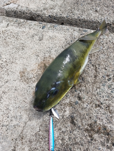 シロサバフグの釣果