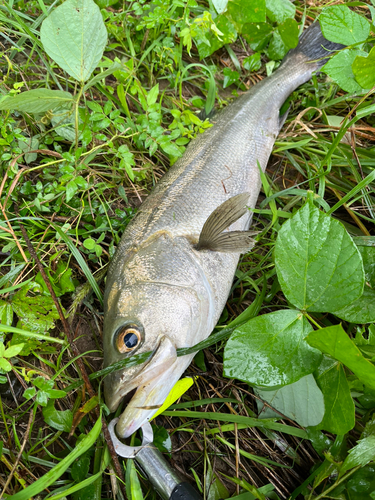 スズキの釣果