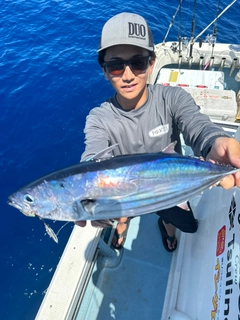 カツオの釣果