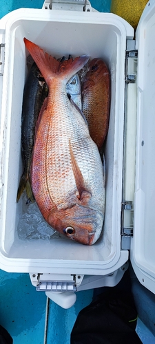 タイの釣果