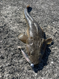 コチの釣果