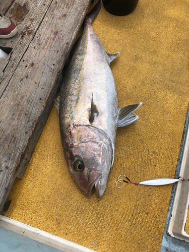 カンパチの釣果