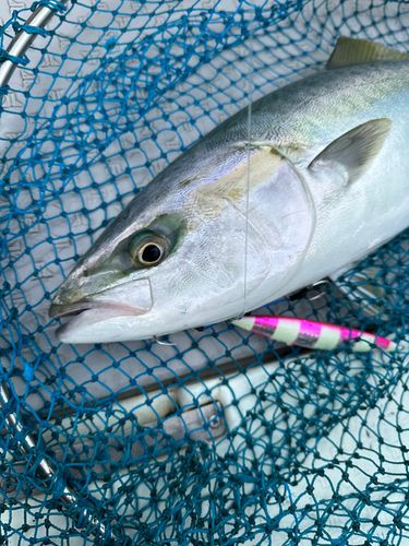 ヤズの釣果