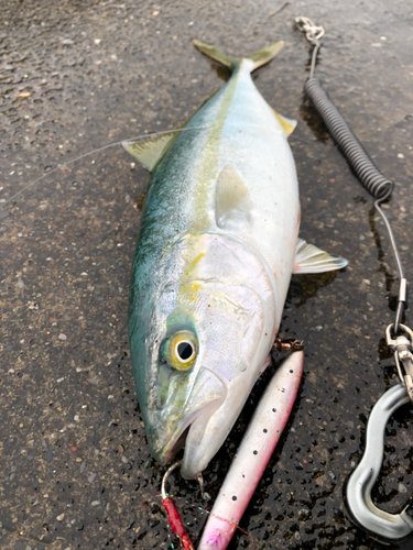 ワカシの釣果