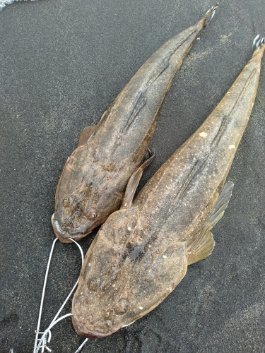 コチの釣果