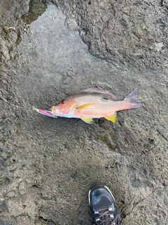 クロホシフエダイの釣果