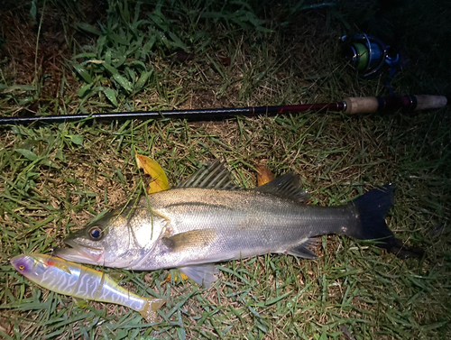 シーバスの釣果