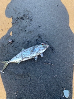 フクラギの釣果