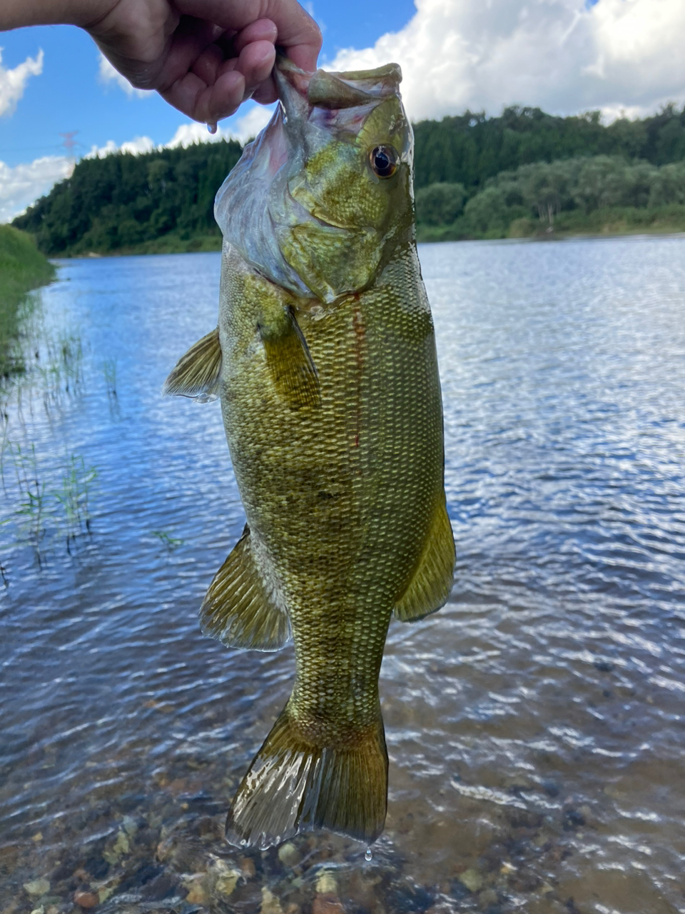 スモールマウスバス