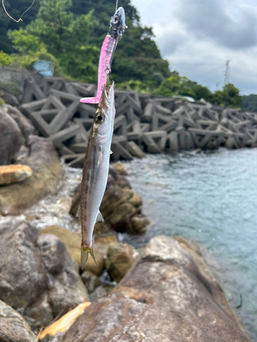 カマスの釣果