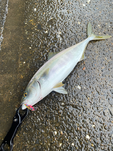 ブリの釣果