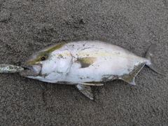 ショゴの釣果