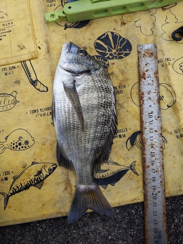 クロダイの釣果