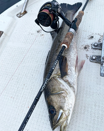 マルスズキの釣果