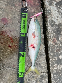 ワカシの釣果