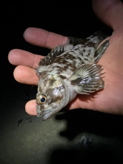 ムラソイの釣果