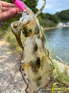 シロギスの釣果