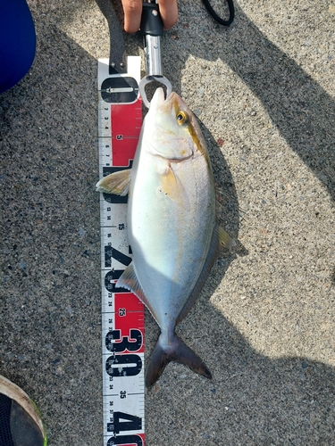 カンパチの釣果